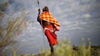 Berburu singa merupakan tradisi yang sudah dilakukan pra-pria suku Maasai sejak zaman dulu. Inilah suatu fase yang harus dilalui para pria Suku Maasai dalam hidupnya. Mereka belum dibilang dewasa dan belum sah menjadi prajurit jika belum bisa mengalahkan singa. Getty Images/Francois Nel  