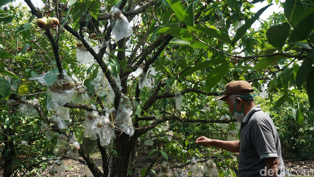 Karmono, Pensiunan Guru SD yang Jadi Pionir Petani Jambu Air Merah Delima