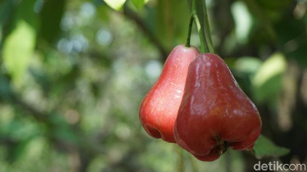Keren! Omzet Penjualan Jambu Air Demak Diperkirakan Rp194 M per Tahun