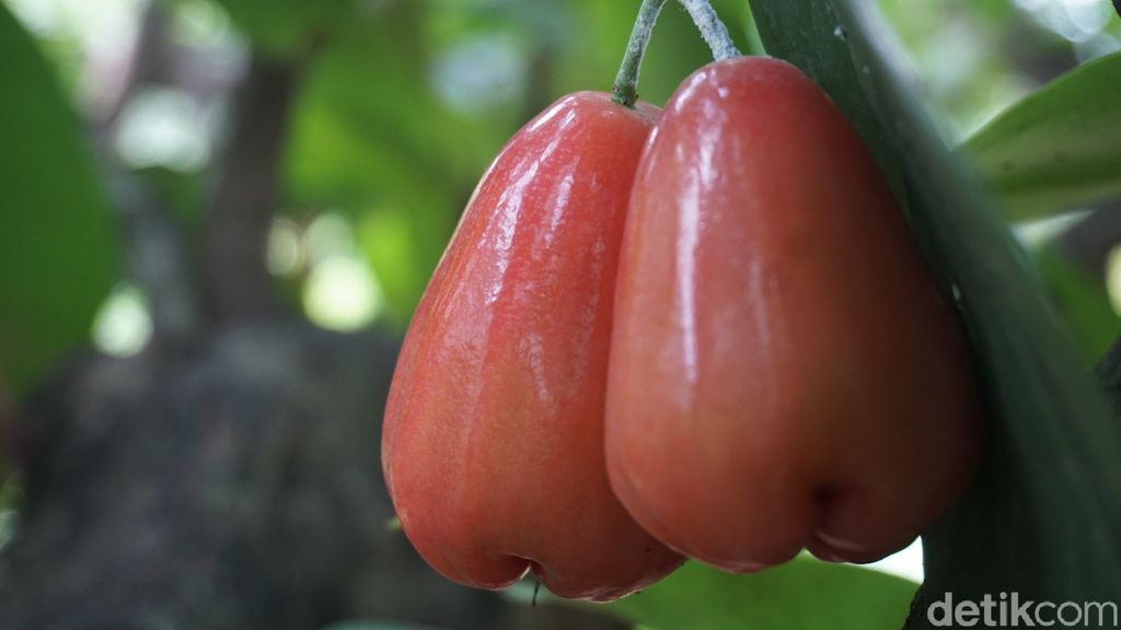 Keren! Omzet Penjualan Jambu Air Demak Diperkirakan Rp194 M per Tahun