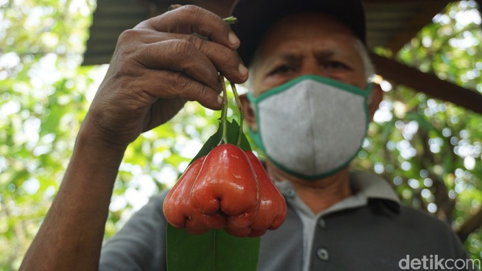 Karmono, Pensiunan Guru SD yang Jadi Pionir Petani Jambu Air Merah Delima