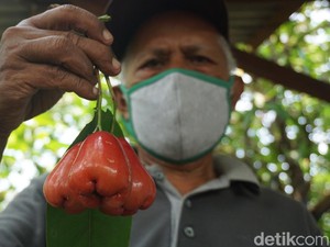 Alih Profesi, 5 Guru Ini Sukses Jadi Petani Cabai hingga Kentang