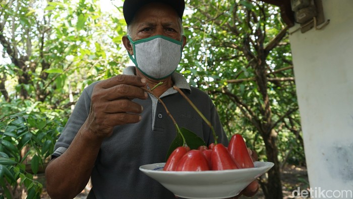 Karmono, Pensiunan Guru SD yang Jadi Pionir Petani Jambu Air Merah Delima