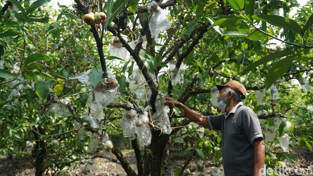 Karmono, Pensiunan Guru SD yang Jadi Pionir Petani Jambu Air Merah Delima