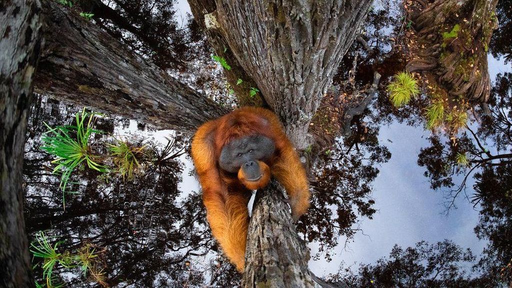 Potret Ilusi Orangutan Jadi Jawara Kontes Foto Dunia