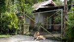 Lorong Buangkok Sisa Jejak Singapura di Masa Lalu