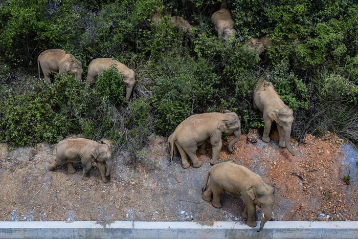 FILE - In this aerial photo file photo taken on May 28, 2021, and released by Chinas Xinhua News Agency, a herd of wild Asian elephants stands in Eshan county in southwestern Chinas Yunnan Province. A herd of 15 wild elephants that walked 500 kilometers (300 miles) from a nature reserve in Chinas mountain southwest were approaching the major city of Kunming on Wednesday, June 2, as authorities rushed to try to keep them out of populated areas. (Hu Chao/Xinhua via AP, File)