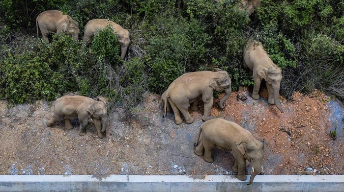 FILE - In this aerial photo file photo taken on May 28, 2021, and released by Chinas Xinhua News Agency, a herd of wild Asian elephants stands in Eshan county in southwestern Chinas Yunnan Province. A herd of 15 wild elephants that walked 500 kilometers (300 miles) from a nature reserve in Chinas mountain southwest were approaching the major city of Kunming on Wednesday, June 2, as authorities rushed to try to keep them out of populated areas. (Hu Chao/Xinhua via AP, File)