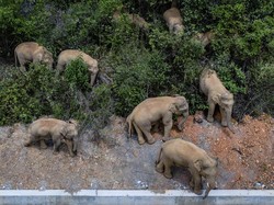 Niat Berburu Hewan Langka, Pemburu Elit Tewas Diinjak Gajah