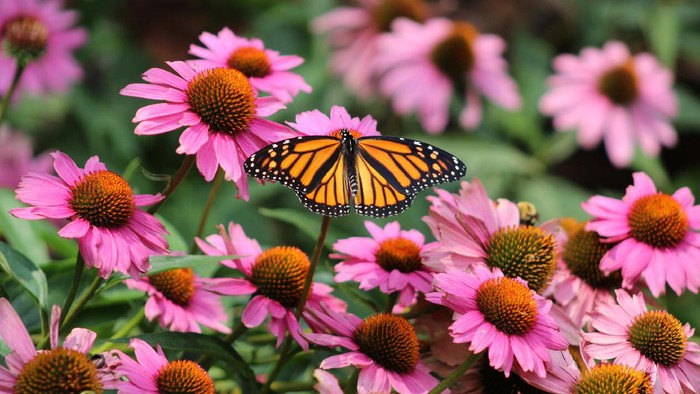 Danaus plexippus atau kupu-kupu raja