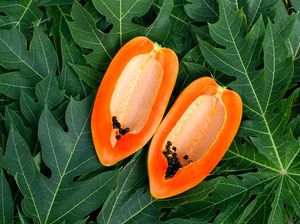 Manfaat daun dan Buah Pepaya untuk Asam Lambung, Seberapa Ampuh?