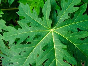 Manfaat Daun Pepaya Bagi Tubuh hingga Dijadikan Minuman Sehat