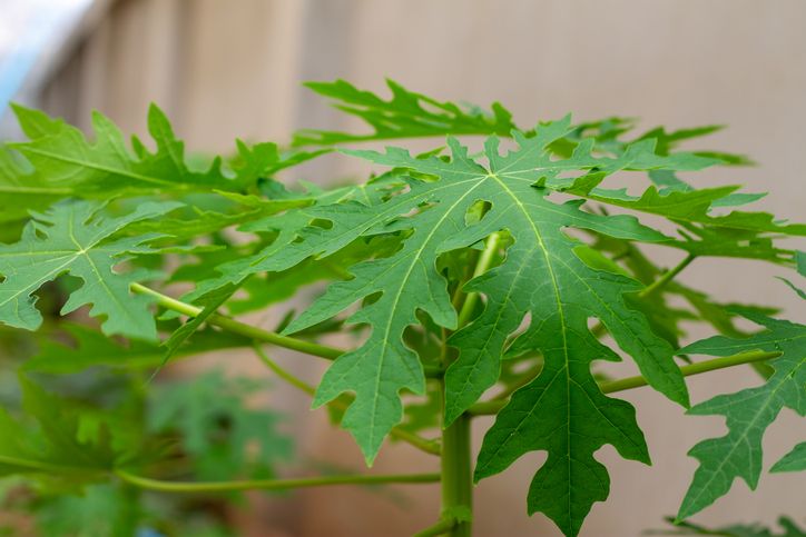 7 Manfaat Daun Pepaya untuk Kesehatan, Sehatkan Pencernaan hingga Kulit