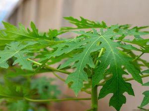 Manfaat Daun Pepaya yang Jarang Diketahui Orang