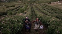 Kota Isparta menghasilkan 60% dari panen mawar dunia dan mengekspor produk ke seluruh dunia.  