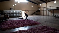 Dalam dua tahun terakhir, virus corona dan kondisi kekeringan ekstrem di Turki telah merusak panen tahunan dengan produksi turun sekitar 30%.  