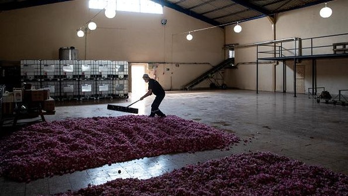 Menengok Panen Mawar di Turki ISPARTA, TURKEY - JUNE 01: Employees load roses into a distiller during the start of the annual rose harvest at the Gulsha Cosmetics production facility on June 1, 2021 in Isparta, Turkey. Isparta, known as the
