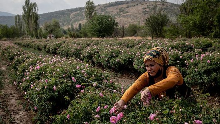 Menengok Panen Mawar di Turki ISPARTA, TURKEY - JUNE 01: Employees load roses into a distiller during the start of the annual rose harvest at the Gulsha Cosmetics production facility on June 1, 2021 in Isparta, Turkey. Isparta, known as the