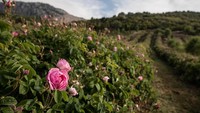Julukan ini disematkan karena Kota Isparta terkenal memiliki kebun mawar yang sangat luas dan indah.  