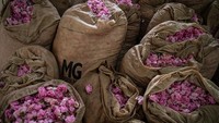 Hingga saat ini diperkirakan ada sekitar 38 jenis produknya.  