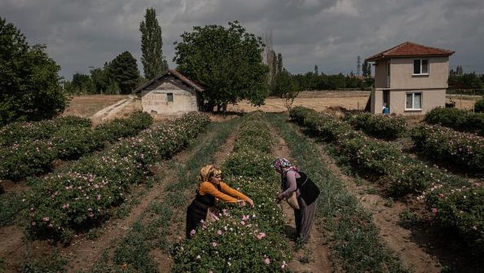 ISPARTA, TURKEY - JUNE 01: Employees load roses into a distiller during the start of the annual rose harvest at the Gulsha Cosmetics production facility on June 1, 2021 in Isparta, Turkey. Isparta, known as the 