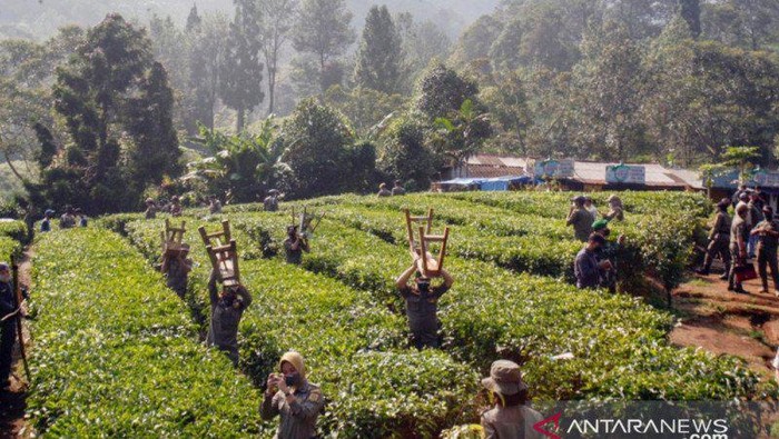 Petugas Satpol PP saat membongkar lapak  PKL di Kawasan Puncak, Cisarua, Kabupaten Bogor