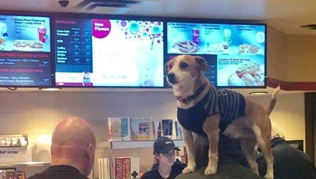 Antre sambil membawa anjingnya. Foto: Bored Panda