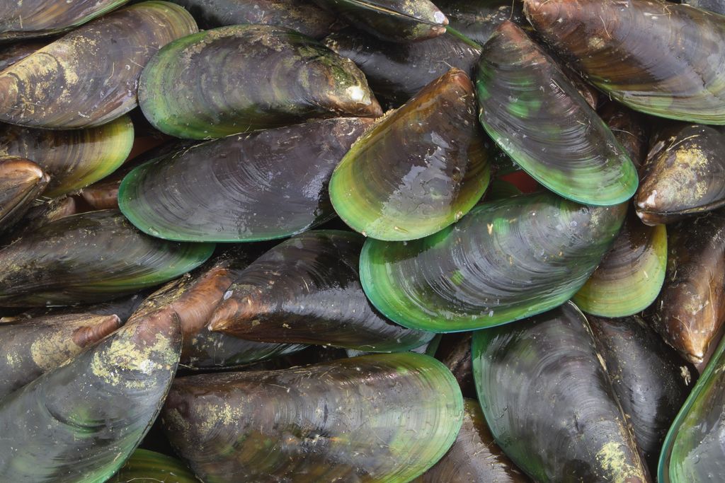 Resep Kerang Hijau Saus Tiram