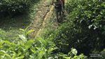 Serunya Bersepeda di Perkebunan Teh Cianten