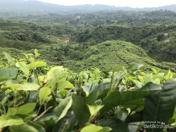 Sejauh mata memandang, hamparan daun teh memesona. Foto oleh Nasrullah.