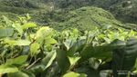 Serunya Bersepeda di Perkebunan Teh Cianten