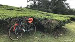 Serunya Bersepeda di Perkebunan Teh Cianten