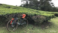 Selain bersepeda bersama, ada juga yang menyempatkan diri untuk berkemah di area perkebunan. Foto oleh Nasrullah.