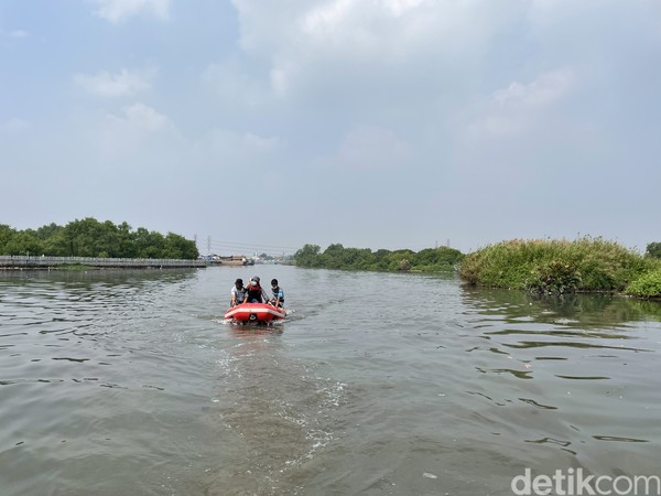 Di ujung Suaka Margasatwa Muara Angke ada kawasan Hutan Lindung Angke Kapuk di bawah Dinas Pertamanan dan Hutan Kota DKI Jakarta. Destinasi ini seperti tak pernah dikunjungi manusia. Di ujung Suaka Margasatwa Muara Angke ada kawasan Hutan Lindung Angke Kapuk di bawah Dinas Pertamanan dan Hutan Kota DKI Jakarta. Destinasi ini seperti tak pernah dikunjungi manusia.