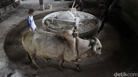 Beginilah proses pembuatan mie lethek yang berasal dari Dusun Bendo, Srandakan, Bantul, DI Yogyakarta, Jumat (4/6/2021).