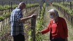 Kala Kelompok Migran Gantungkan Harapan di Kebun Anggur Italia