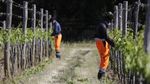 Kala Kelompok Migran Gantungkan Harapan di Kebun Anggur Italia