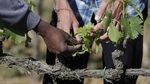 Kala Kelompok Migran Gantungkan Harapan di Kebun Anggur Italia