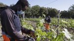 Kala Kelompok Migran Gantungkan Harapan di Kebun Anggur Italia
