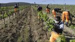 Kala Kelompok Migran Gantungkan Harapan di Kebun Anggur Italia