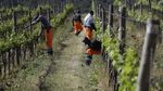 Kala Kelompok Migran Gantungkan Harapan di Kebun Anggur Italia