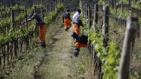 Yahya termasuk di antara 24 pencari suaka dari Afrika dan Asia yang bekerja di kebun anggur Tenute Silvio Nardi pada panen Brunello di Montalcino tahun ini, salah satu anggur paling terkenal di Italia.  