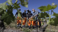 Para pencari suaka yang dipilih untuk program tersebut diberikan kursus pelatihan untuk mempelajari dasar-dasar pekerjaan kebun anggur.  