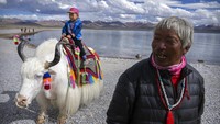 Hewan terkenal di Tibet adalah Yak untuk jantan dan dri untuk betina yang mampu membawa beban 50 kg dengan perjalanan 5000 meter dengan suhu -30° C. Yak digunakan untuk membajak tanah, diambil daging, susu, dan kulitnya.  
