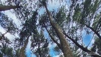 Bersantai di hammock Pasir Angin