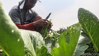 Hama kutu daun banyak menyerang tanaman sayur milik petani.