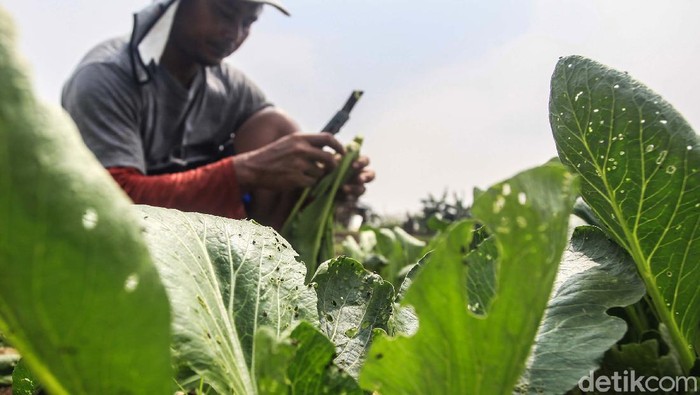 Hama kutu daun menyerang tanaman sayur milik petani di Neglasari, Kota Tangerang, Banten. Hama ini membuat nilai sayuran berkurang.