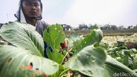 Para petani menunjukan hama kutu daun yang menyerang tanaman mereka.