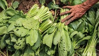 Hama kutu daun membuat nilai sayuran berkurang dari Rp 70.000/35 ikat menjadi Rp 40.000/35 ikat.