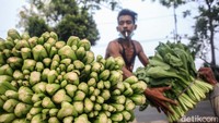 35 Ikat merupakan satuan penjualan dari petani yang biasa disebut segebong.